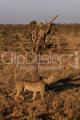 Two cheetah cubs climb tree near family