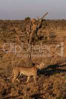 Two cheetah cubs climb tree near family