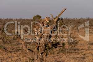 Two cheetah cubs climb tree on savannah