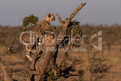 Two cheetah cubs climb tree on grassland