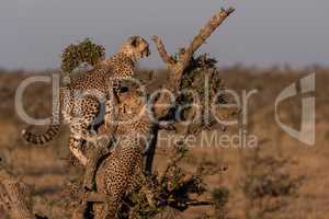 Two cheetah cubs climb tree on grassland