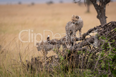 Two cheetah cubs climbing on dead tree