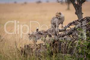 Two cheetah cubs climbing on dead tree