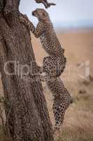 Two cheetah cubs climbing tree in savannah