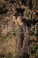 Two cheetah cubs climbing tree in sunshine