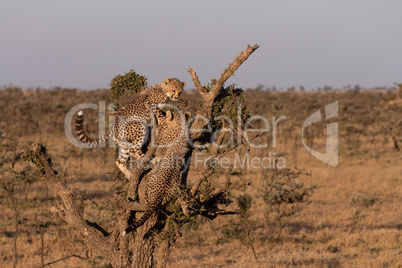 Two cheetah cubs climbing tree on savannah