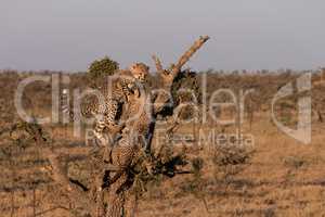 Two cheetah cubs climbing tree on savannah