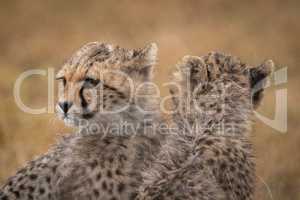 Two cheetah cubs face in opposite directions