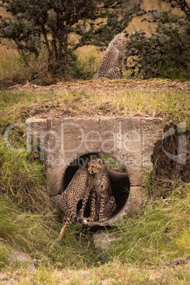 Two cheetah cubs in pipe with another
