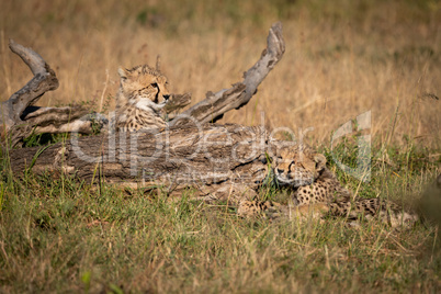 Two cheetah cubs lie beside dead log