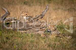 Two cheetah cubs lie beside dead log