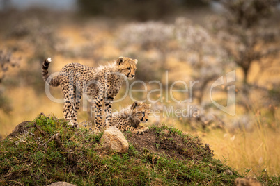 Two cheetah cuba look down from mound