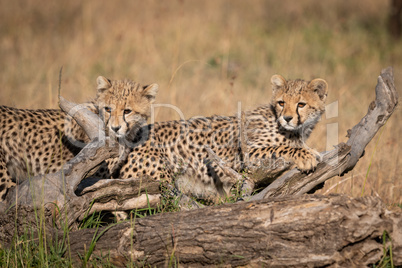 Two cheetah cubs look left behind log