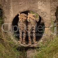 Two cheetah cubs look out from pipe