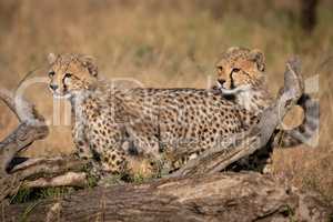 Two cheetah cubs looking left behind log