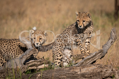 Two cheetah cubs on log look left