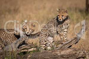 Two cheetah cubs on log look left