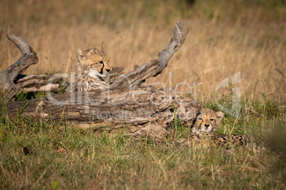 Two cheetah cubs lying beside dead log