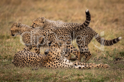 Two cheetah cubs play fight beside another