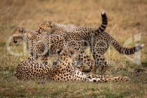 Two cheetah cubs play fight beside another