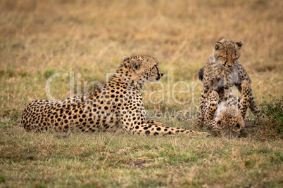 Two cheetah cubs play fight beside mother