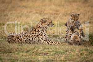 Two cheetah cubs play fight beside mother