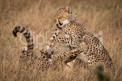 Two cheetah cubs play fight in grass