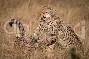 Two cheetah cubs play fight in grass