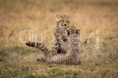 Two cheetah cubs play fight on grass
