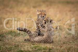 Two cheetah cubs play fight on grass