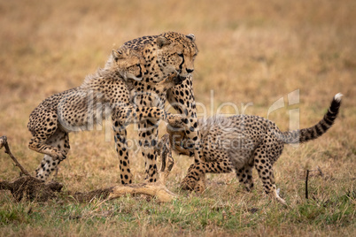 Two cheetah cubs play fight with mother