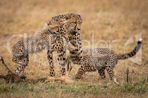 Two cheetah cubs play fight with mother