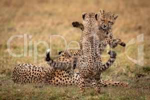 Two cheetah cubs play fighting beside another