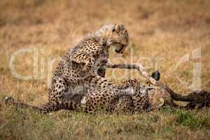 Two cheetah cubs play fighting beside branch