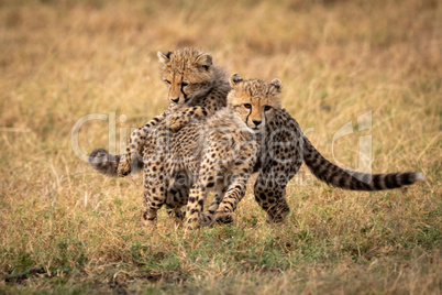 Two cheetah cubs play fighting in grass