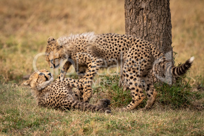 Two cheetah cubs play fighting beside tree