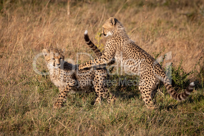 Two cheetah cubs play fighting in grassland