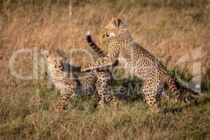 Two cheetah cubs play fighting in grassland