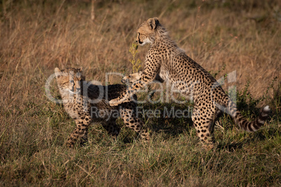 Two cheetah cubs play fighting on grass