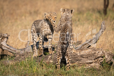 Two cheetah cubs play fighting on log
