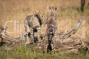 Two cheetah cubs play fighting on log