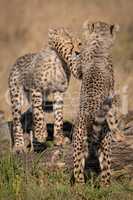 Two cheetah cubs play fighting on logs