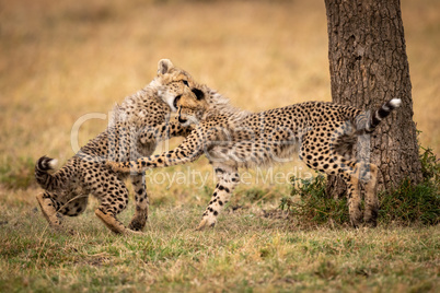 Two cheetah cubs play fighting under tree