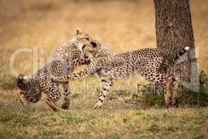 Two cheetah cubs play fighting under tree
