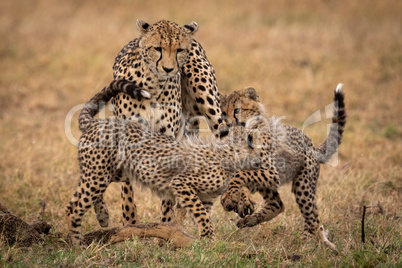 Two cheetah cubs play fighting with mother