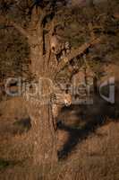 Two cheetah cubs playing together in tree
