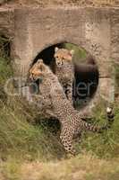 Two cheetah cubs play in concrete pipe