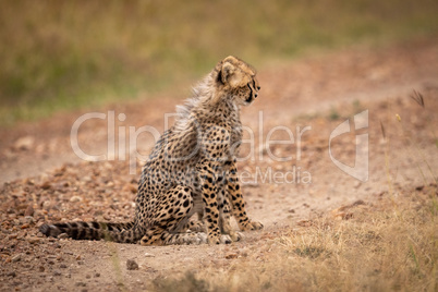 Two cheetah cubs sit side-by-side on track