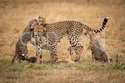 Two cheetah cubs playing with their mother