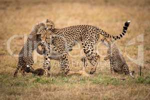 Two cheetah cubs playing with their mother